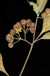 Eastern black nightshade